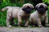 Pups 2019